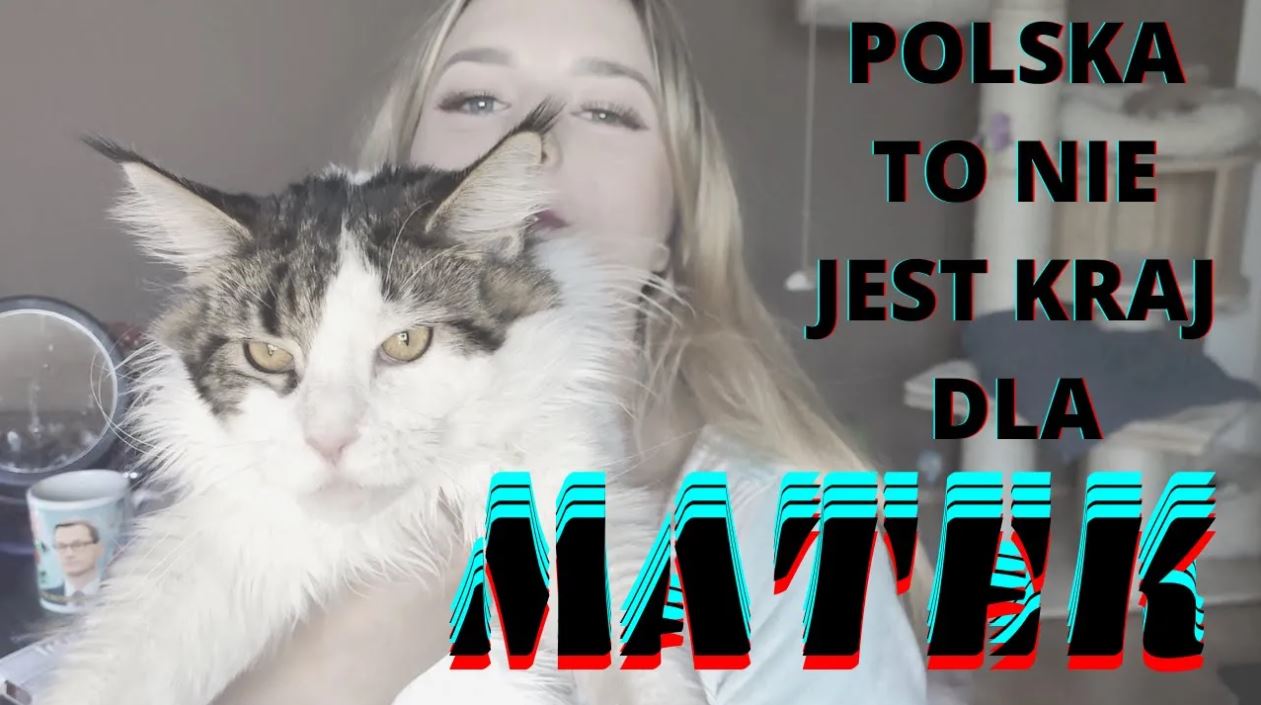 Napis: Polska to nie jest kraj dla matek. Na pierwszym planie maine coon o wyraźnie niezadowolonej minie.